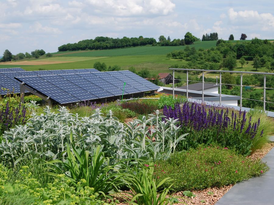 Dachbegrünung und Solar