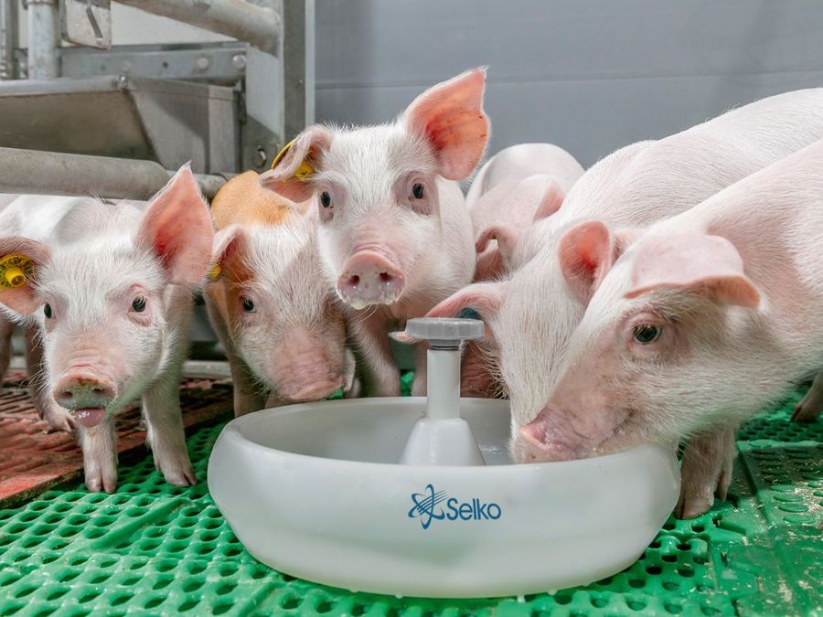 Mehr als Masse: Die Zukunft der Tierernährung Mehr als Masse: Die Zukunft der Tierernährung