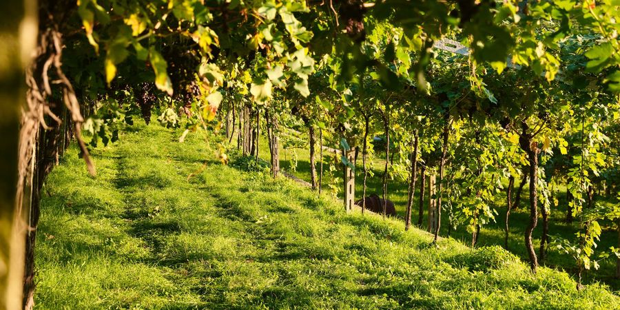 Cantina Valpolicella Negrar S.C.A. Weinberg Cantina Valpolicella Negrar S.C.A. Weinberg